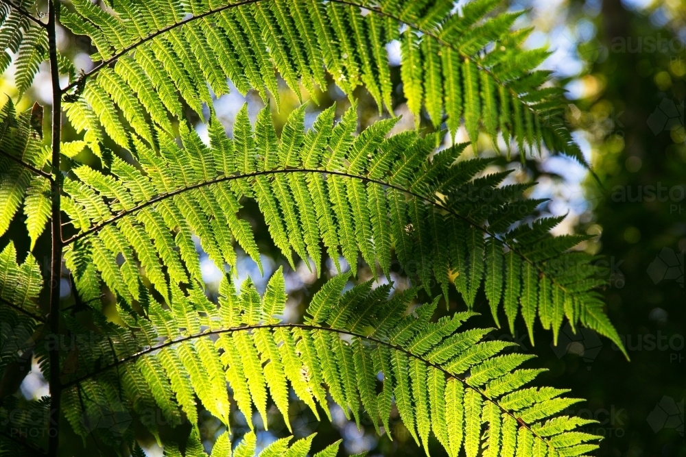 Sunlit tree fern frond in rainforest - Australian Stock Image