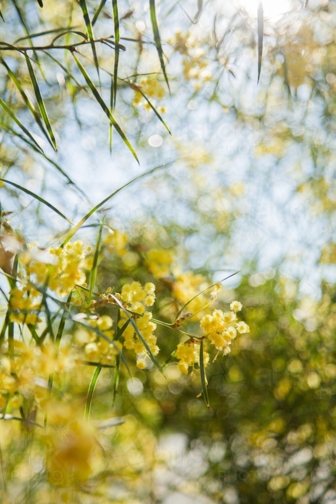 Sunlit wattle blooming in autumn - Australian Stock Image