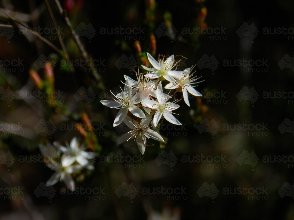 Sunlit white Calytrix tetragona flowers on a dark background - Australian Stock Image