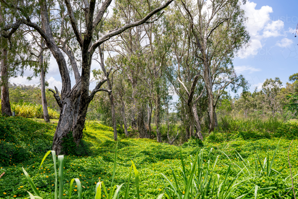 Sunlit woodland with tall trees and yellow flowers - Australian Stock Image