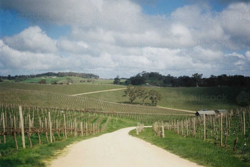 Sunny day at a winery in Adelaide Hills - Australian Stock Image