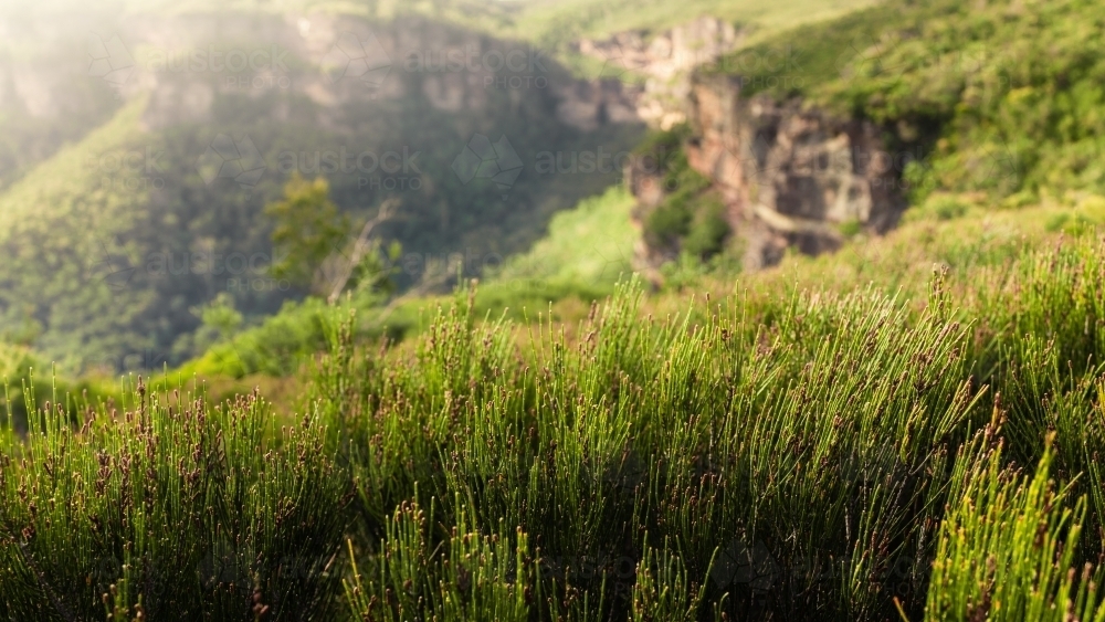 Sunny winters day in the Blue Mountains - Australian Stock Image