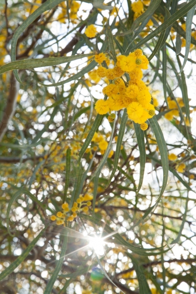 Sunrays shining through leaves and golden wattle in spring - Australian Stock Image