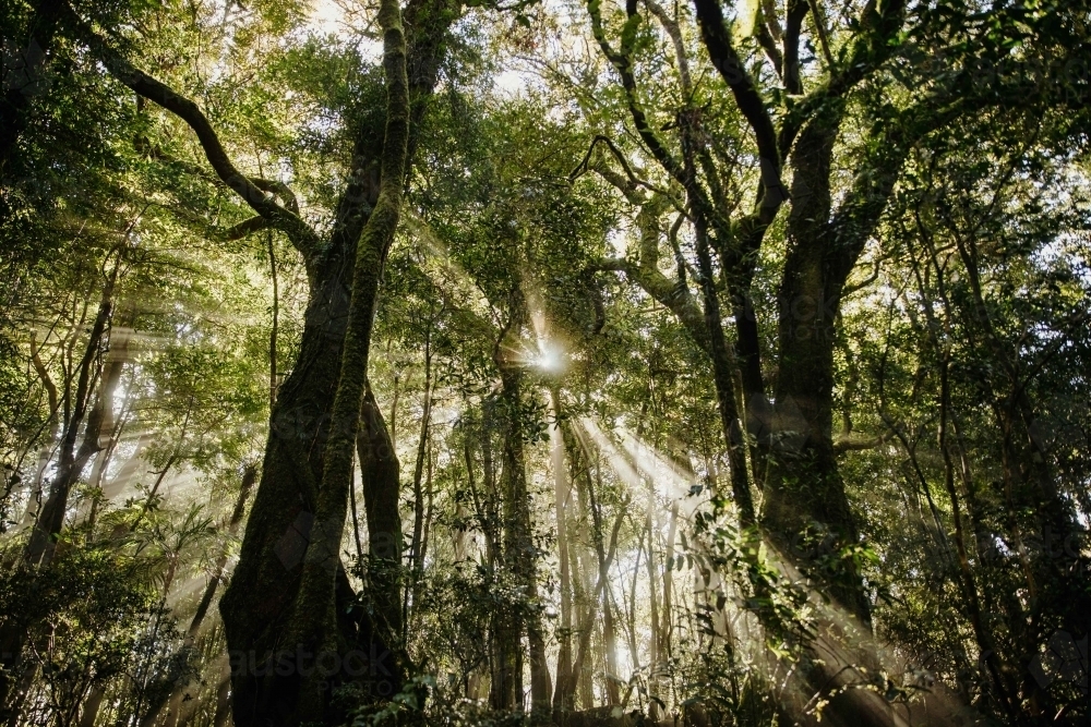 sunrays stream light through trees and foliage - Australian Stock Image