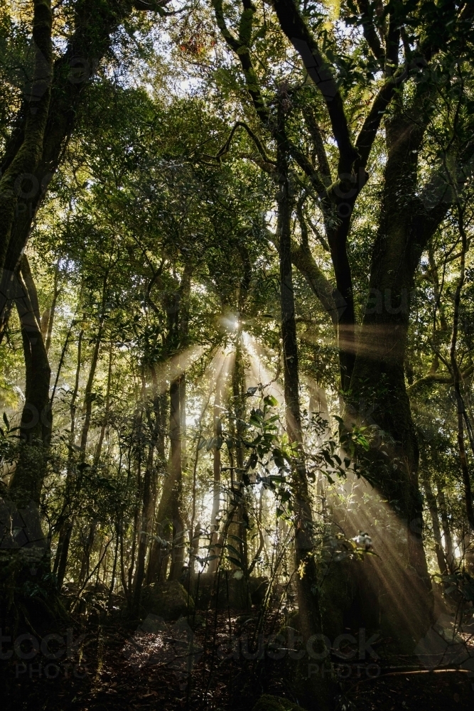 sunrays stream light through trees and foliage - Australian Stock Image