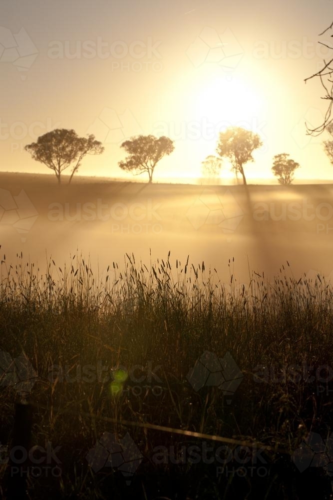 sunrise and eucalyptus trees at a farm - Australian Stock Image