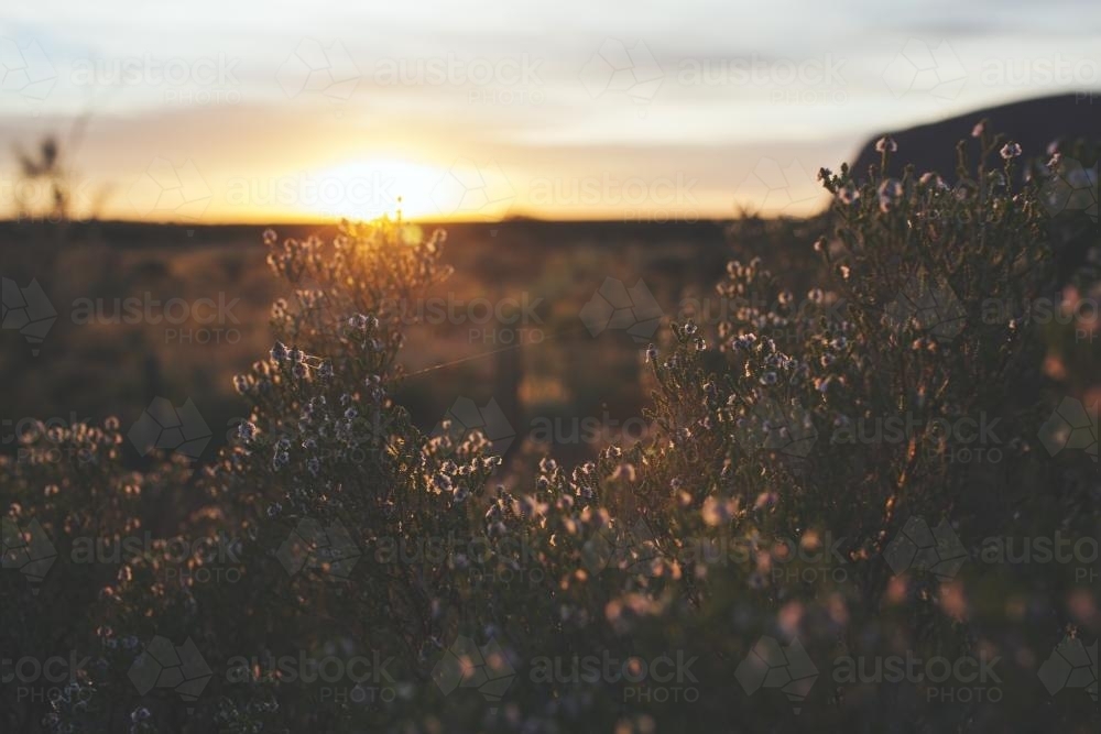 Sunrise at Uluru-Kata Tjuta National Park - Australian Stock Image