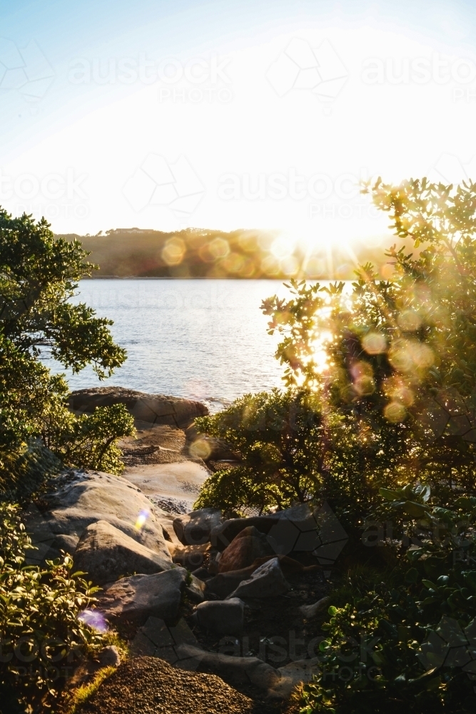 sunrise by the water with sun flare behind plants - Australian Stock Image