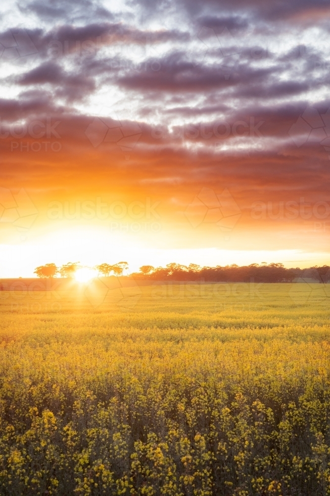 Sunrise over a canola crop - Australian Stock Image