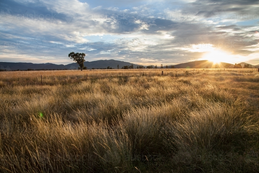 Sunrise over a farm paddock - Australian Stock Image