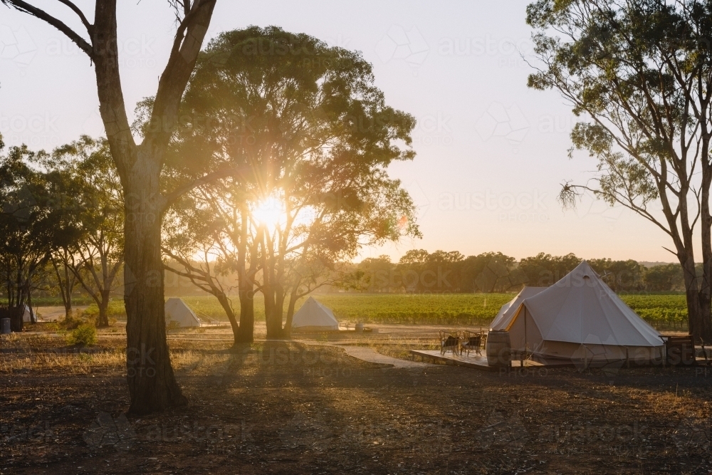 Sunrise over a Vineyard with glamping tents - Australian Stock Image