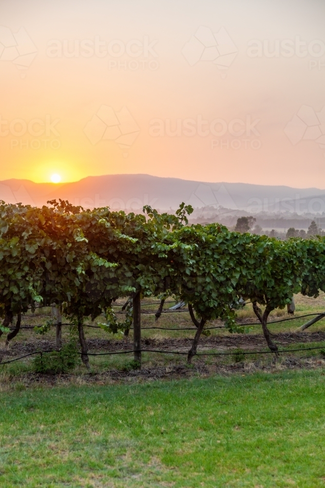 Sunrise over grape vines in summer - Australian Stock Image