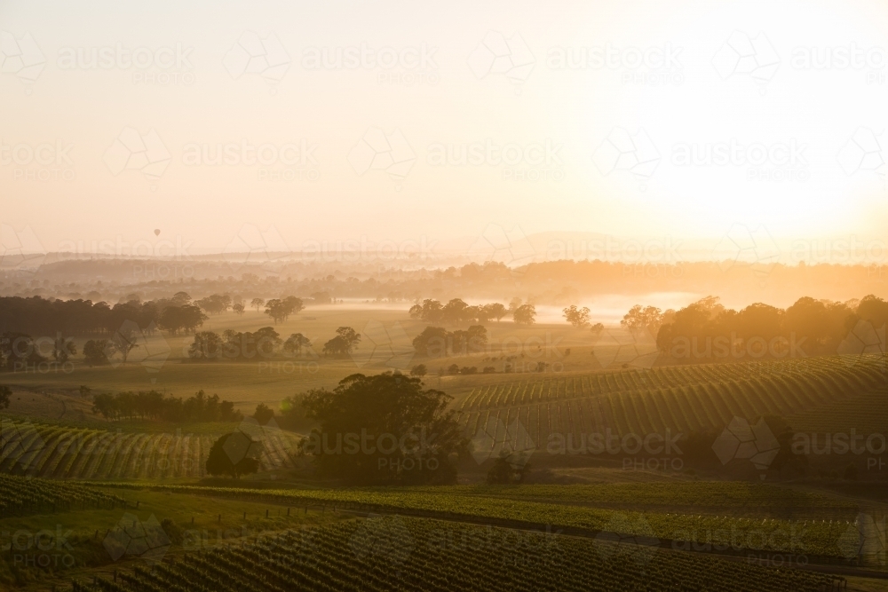 Sunrise over Hunter Valley vineyards - Australian Stock Image