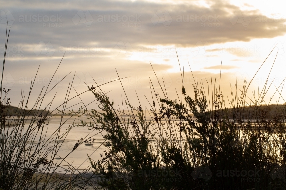 Sunrise over inlet seen through reeds and vegetation - Australian Stock Image