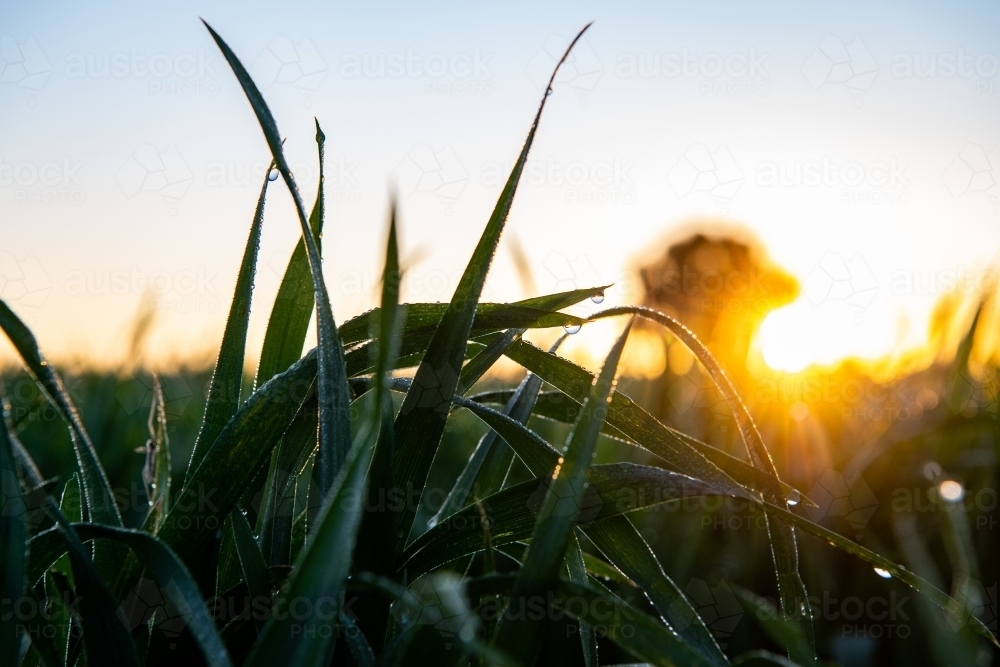 Sunrise over Mustang wheat crop - Australian Stock Image
