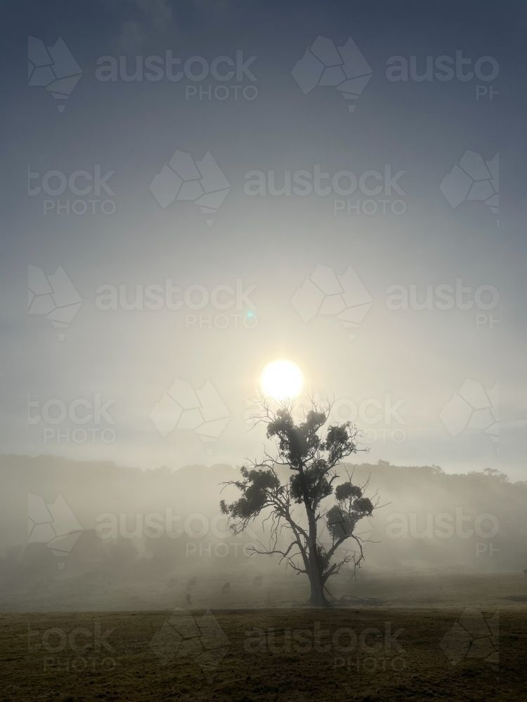 Sunrise over rural farm land with single tree silhouetted in foreground and cows in fog - Australian Stock Image