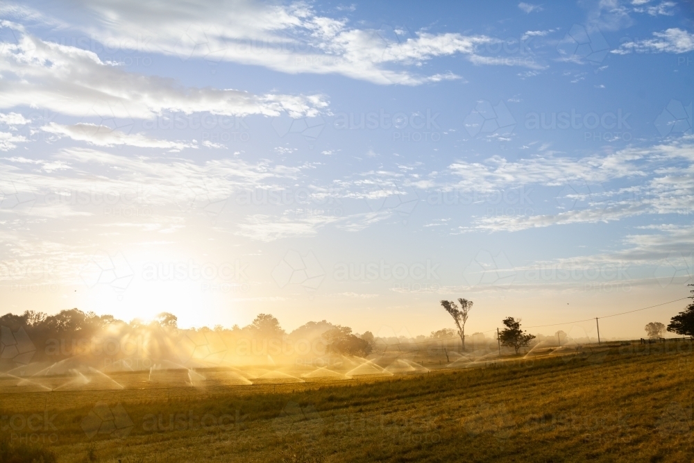 Sunrise over spray of sprinklers irrigating farm paddock - Australian Stock Image
