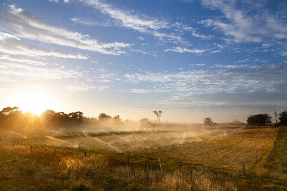 Image of Sunrise over spray of sprinklers irrigating farm paddock