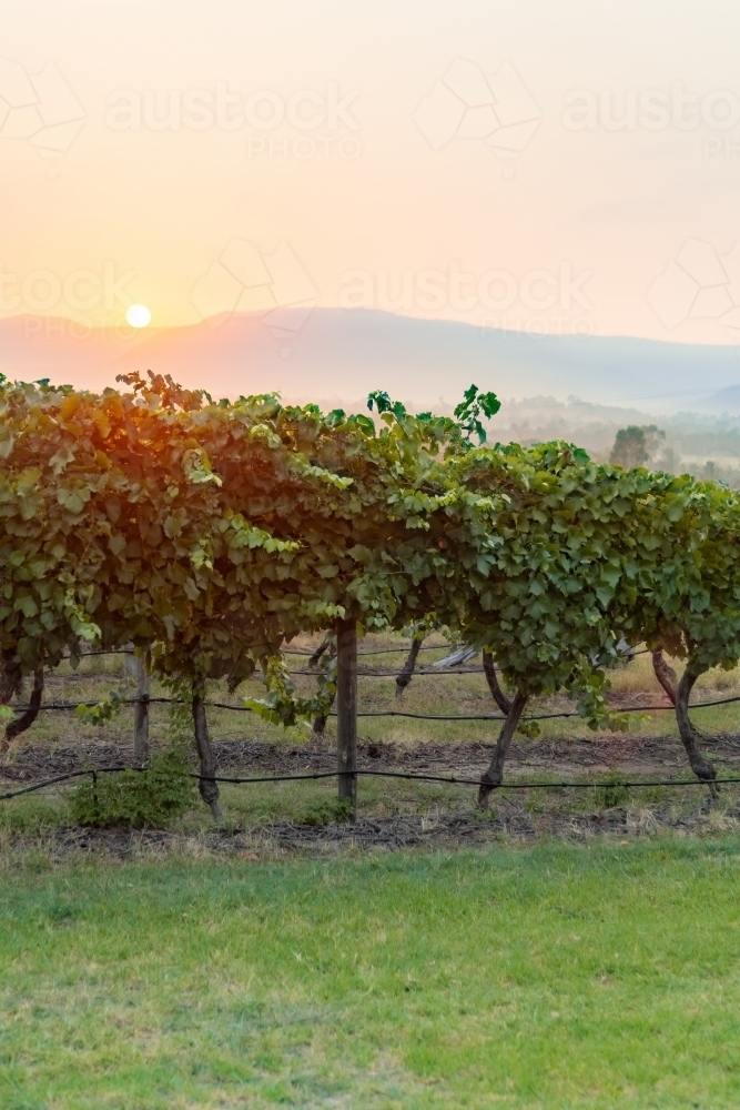 Sunrise over vineyard and hills in the hunter valley - Australian Stock Image