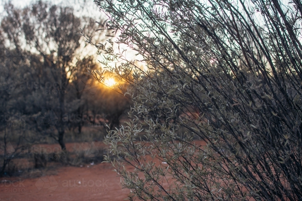 Sunrise shining through native bushland - Australian Stock Image