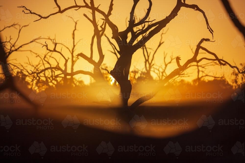 Sunrise through fog and dead trees - Australian Stock Image