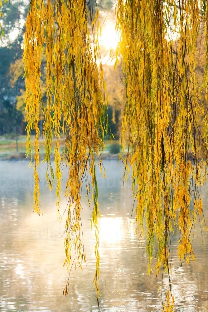 Sunrise through golden willows over a lake - Australian Stock Image