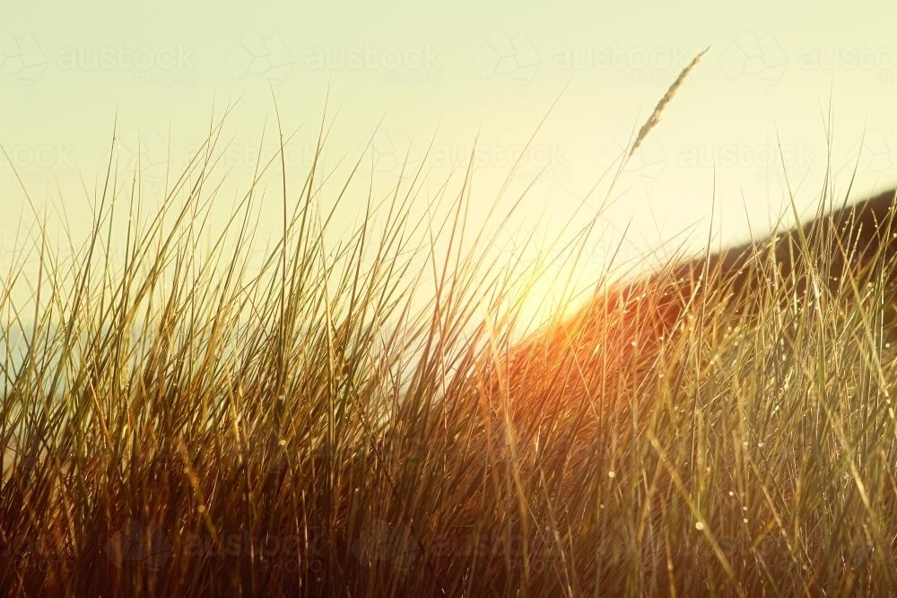 Sunrise through long grass - Australian Stock Image