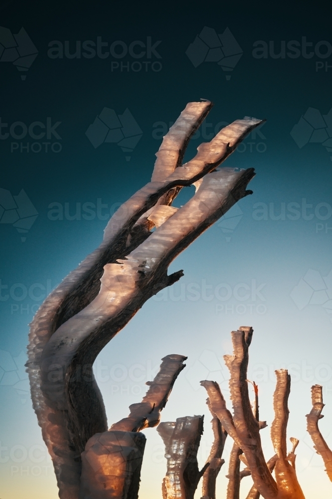 Sunrise through snowgum branches with ice and rime - Australian Stock Image
