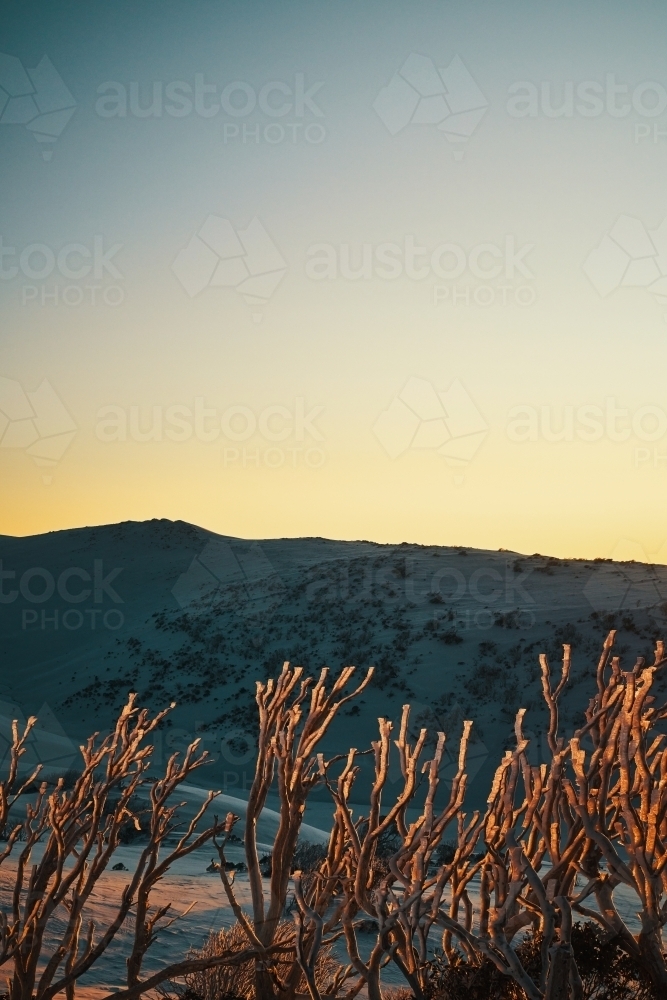 Sunrise through snowgum branches with ice and rime - Australian Stock Image