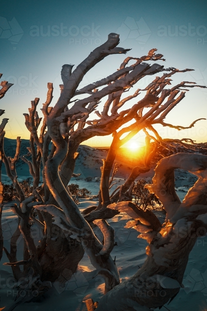 Sunrise through snowgum trees with icicles and rime - Australian Stock Image