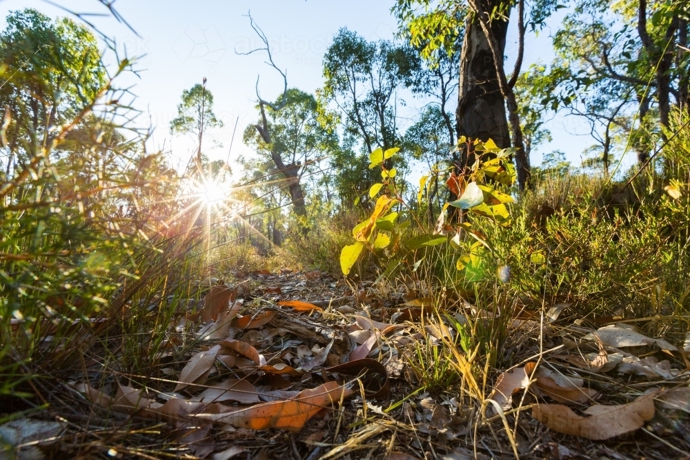 Image of Sunrise through the Australian bush from a low angle