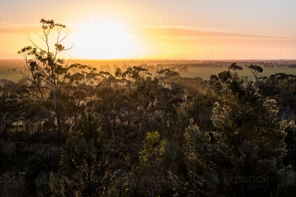 Sunrise through the undergrowth and trees, Mount Arapiles - Australian Stock Image
