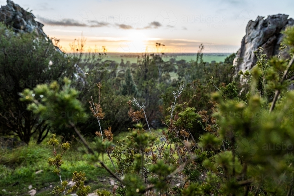 Sunrise through the undergrowth and trees, Mount Arapiles - Australian Stock Image