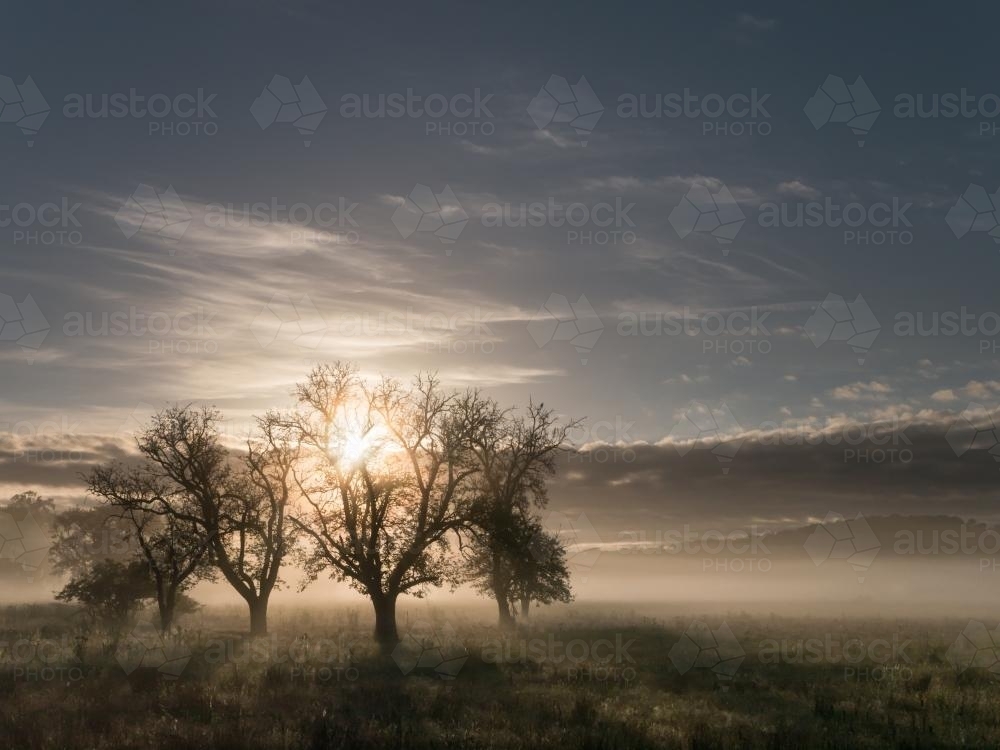 Sunrise through trees and mist - Australian Stock Image