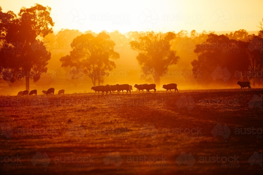 Sunrise with dust and sheep in golden glow - Australian Stock Image