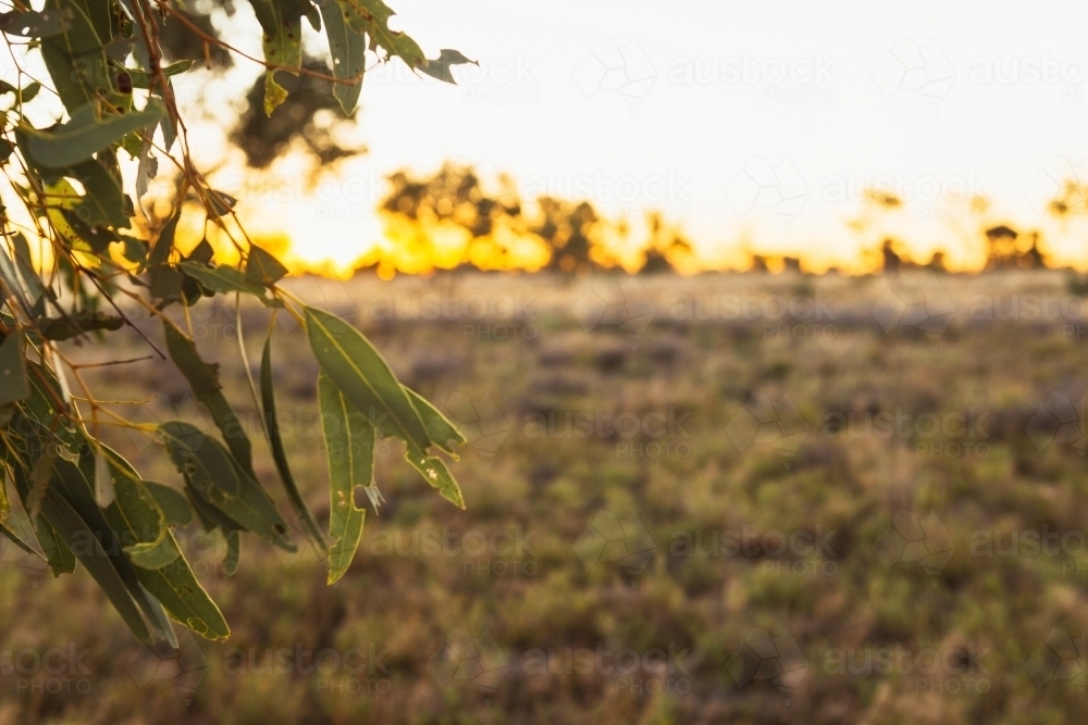Sunrise with gum leaves - Australian Stock Image