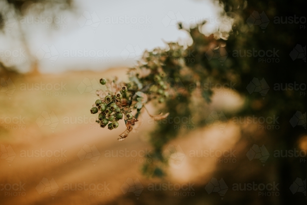 Sunset with tree - Australian Stock Image