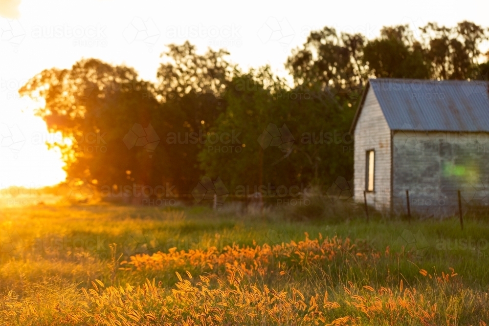 Sunset glow on fluffy grass seed heads with farm shed and trees in background - Australian Stock Image