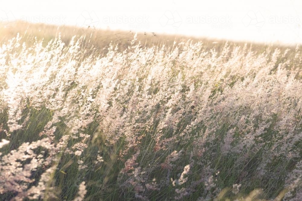 Sunset in a Field - Australian Stock Image