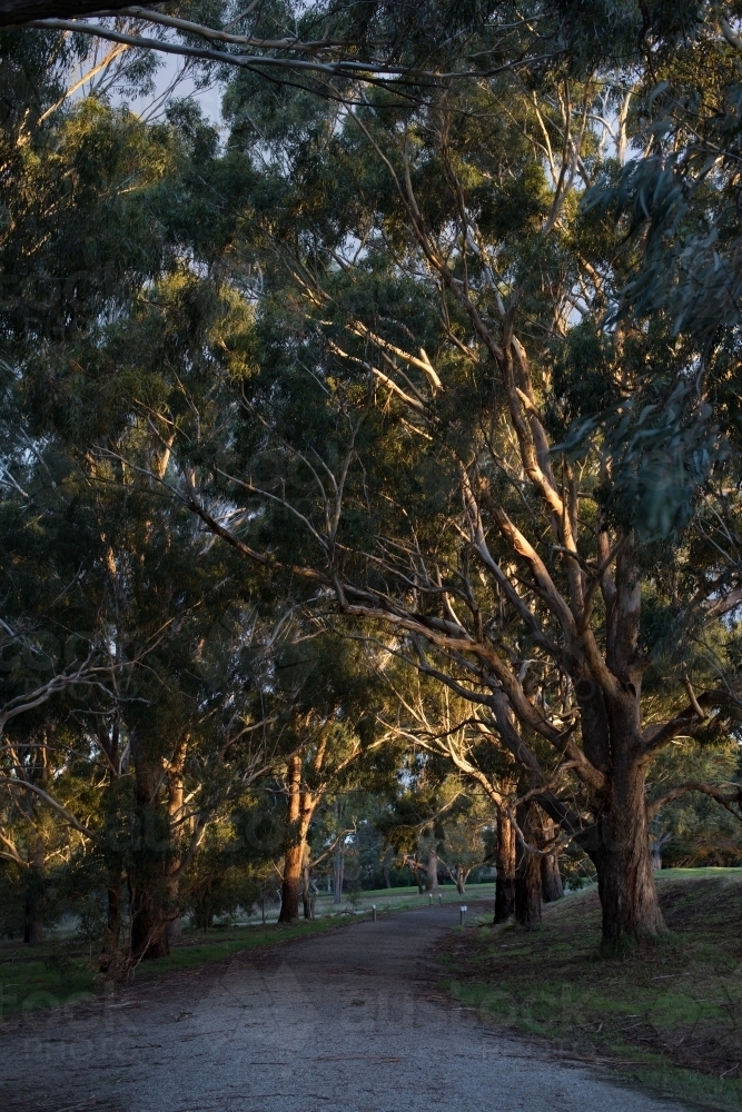 Sunset in local park - Australian Stock Image