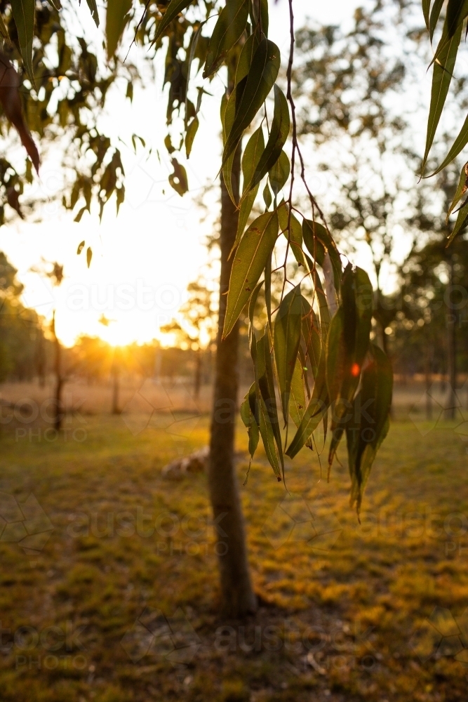 Sunset light behind hanging gum leaves of eucalyptus tree - Australian Stock Image