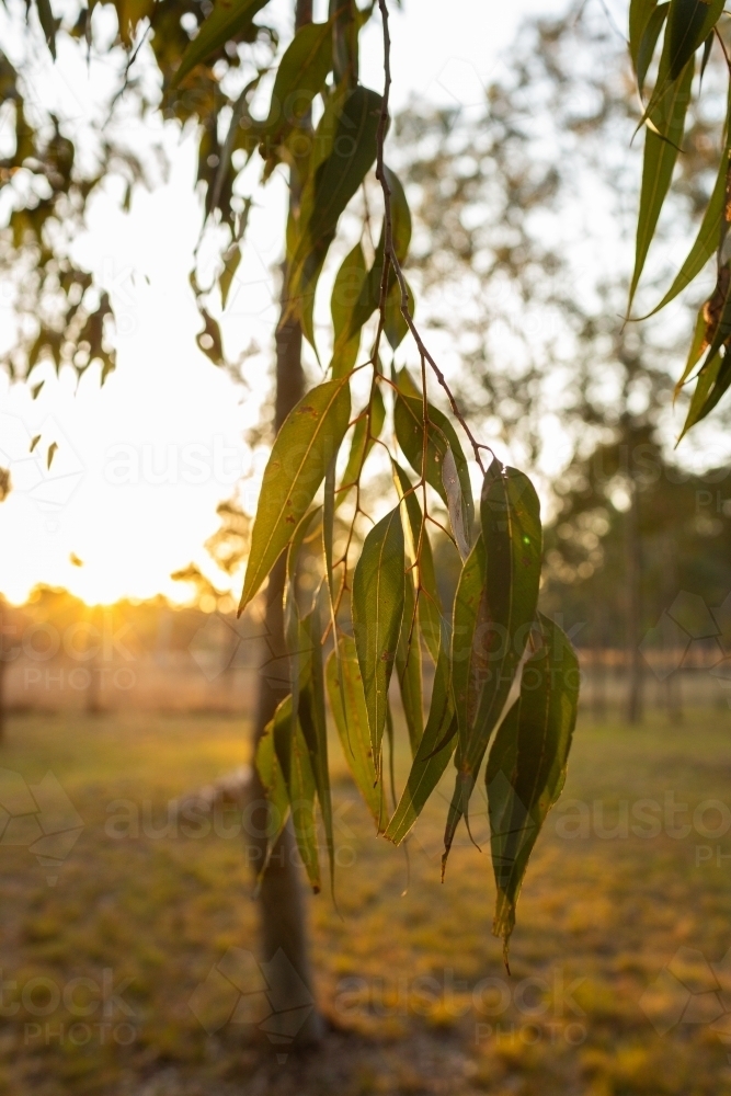 Image of Sunset light behind hanging gum leaves of eucalyptus tree