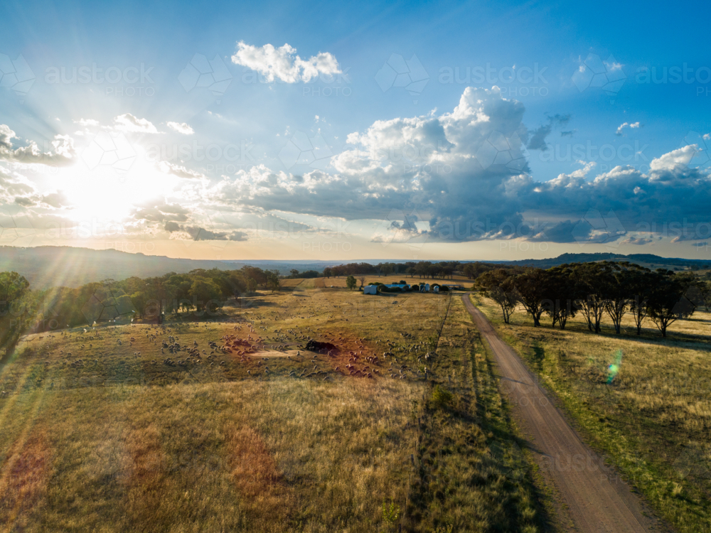 Sunset light flare over paddock of grazing sheep mob on farm in Australian Northern Tablelands - Australian Stock Image