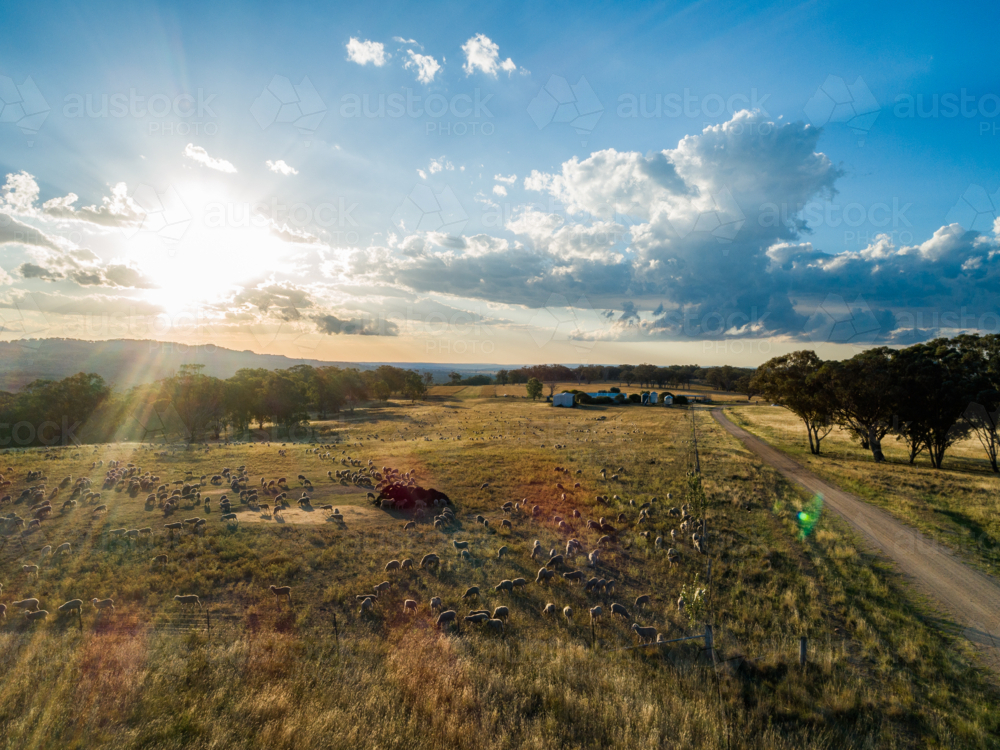 Sunset light flare over paddock of grazing sheep mob on farm in Australian Northern Tablelands - Australian Stock Image