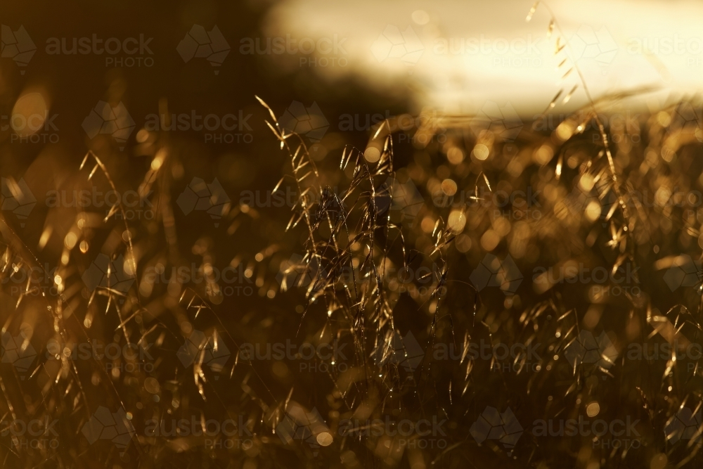 Sunset light on grass seed heads close up after the storm - Australian Stock Image