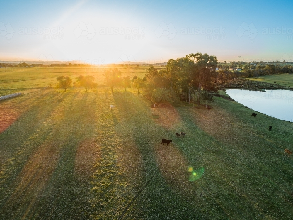 Fram Paddock Image of Sunset light over green farm paddock with cattle and long ...