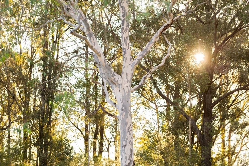 Sunset light through bushland and large spotted gum tree - Australian Stock Image