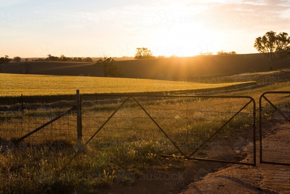 Sunset Looking over a closed farm gate - Australian Stock Image