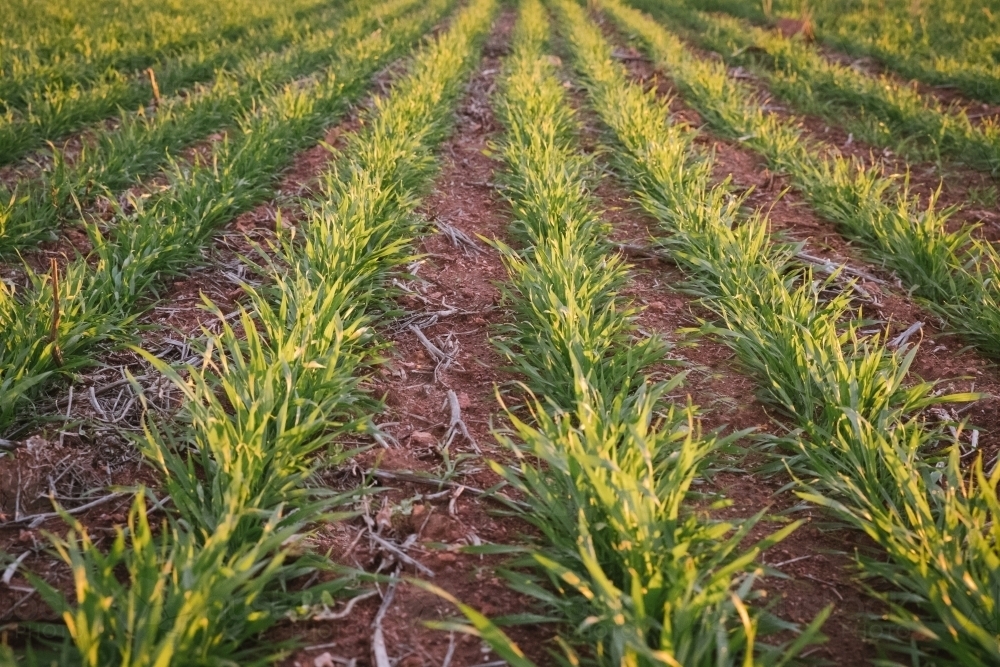 Sunset on a cereal crop in the Avon Valley in Western Australia - Australian Stock Image