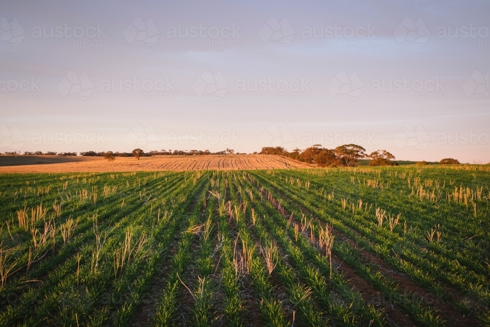 Sunset on a cereal crop in the Avon Valley in Western Australia - Australian Stock Image